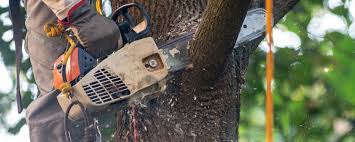 Best Tree Removal  in Rancho Cordova, CA