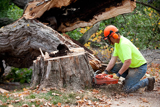 Best Arborist Consultation Services  in Rancho Cordova, CA