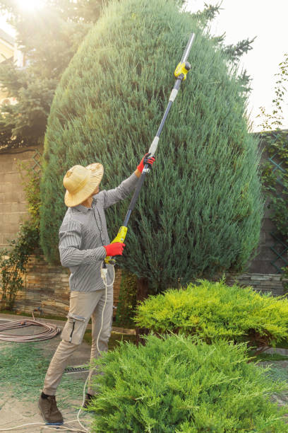 How Our Tree Care Process Works  in  Rancho Cordova, CA