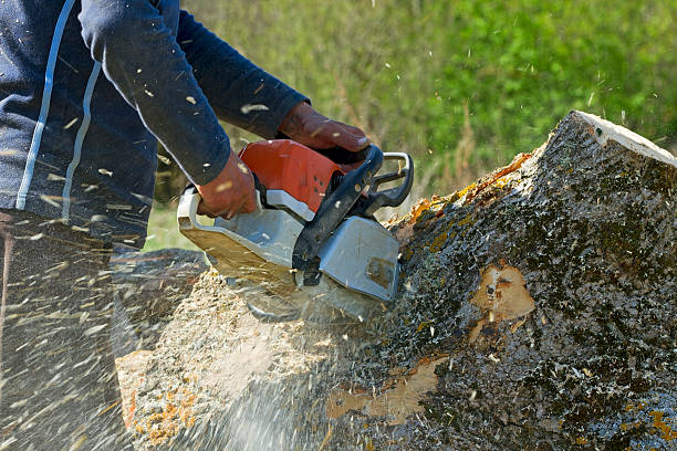 Best Commercial Tree Services  in Rancho Cordova, CA